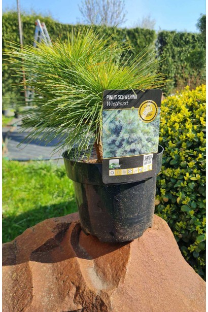 Сосна шверина Витхорст в садовом центре